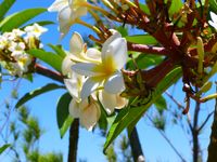 Blumenbaum auf Teneriffa