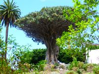 Drachenbaum auf Teneriffa